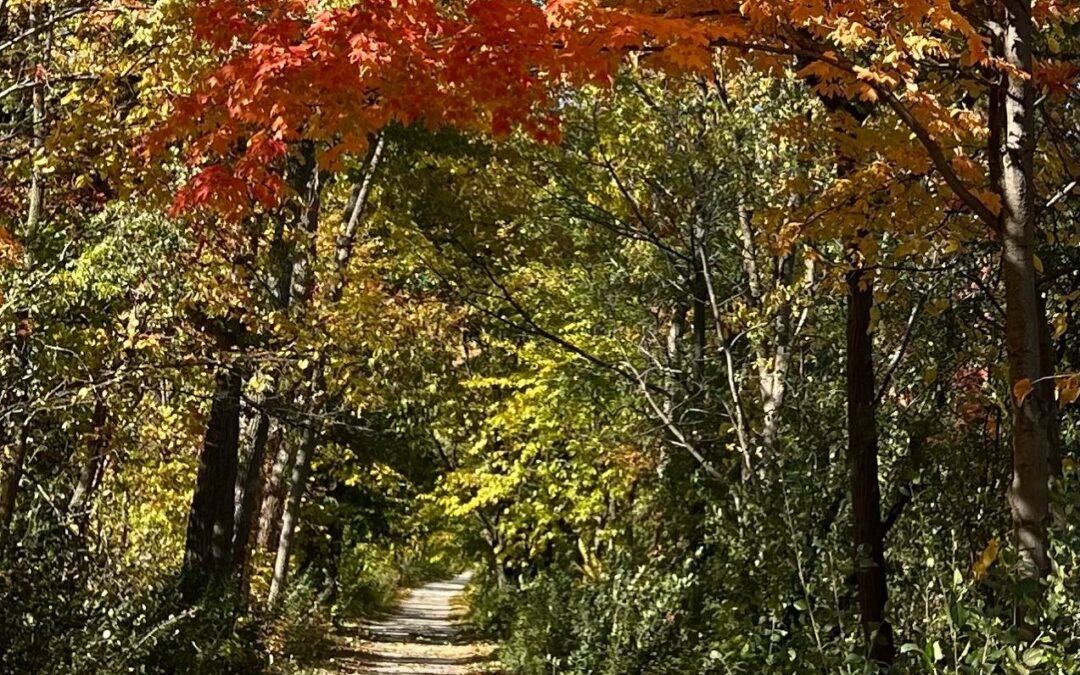 Autumn Canopy