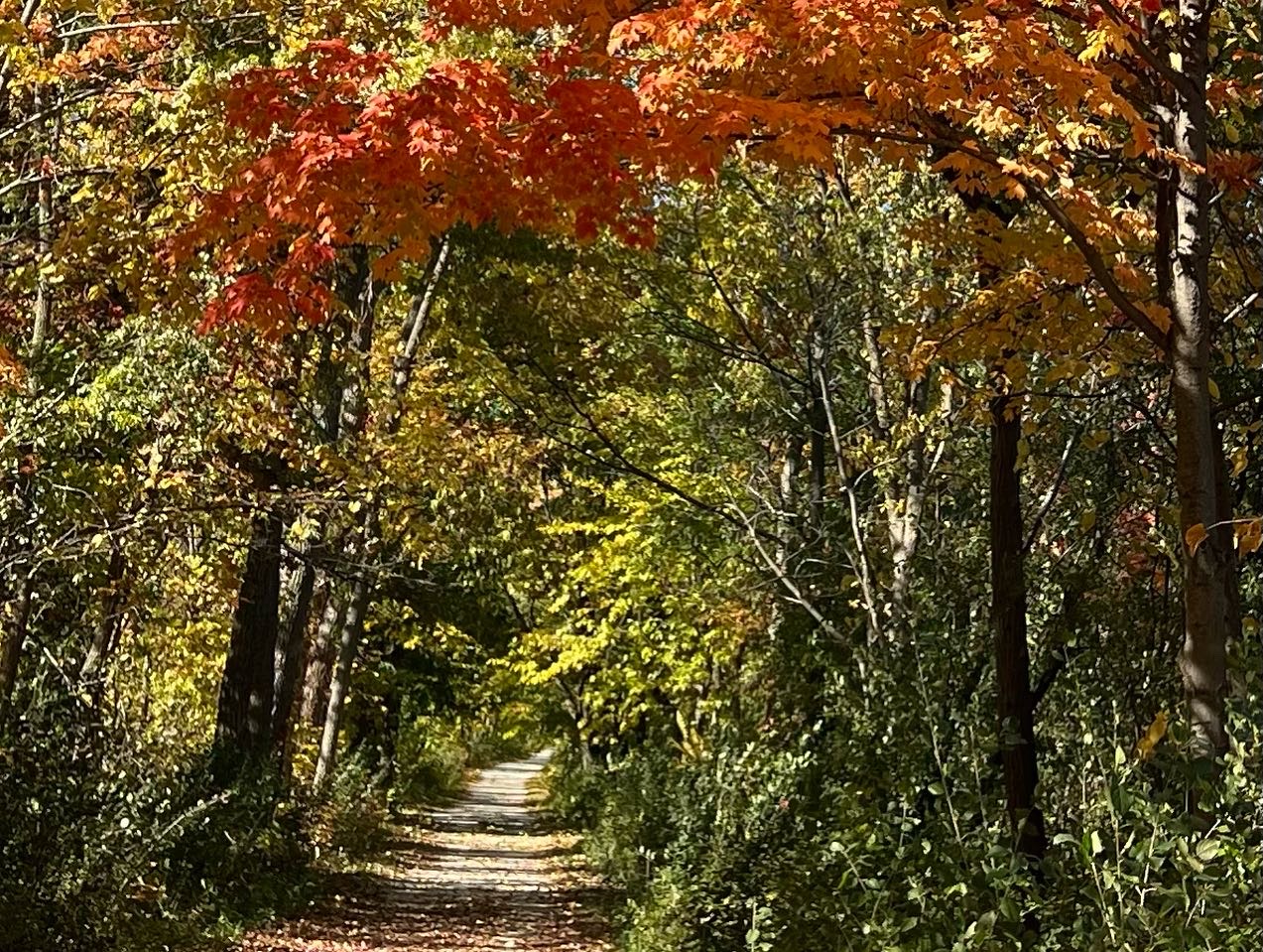 Autumn Canopy