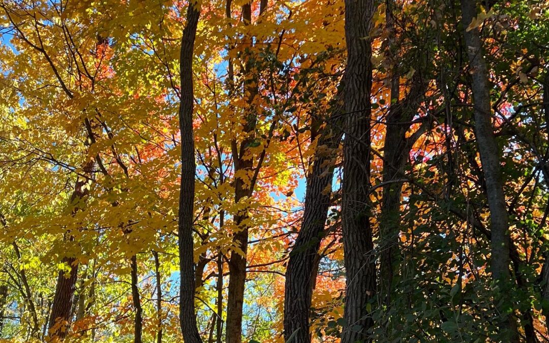 Autumn Afternoon