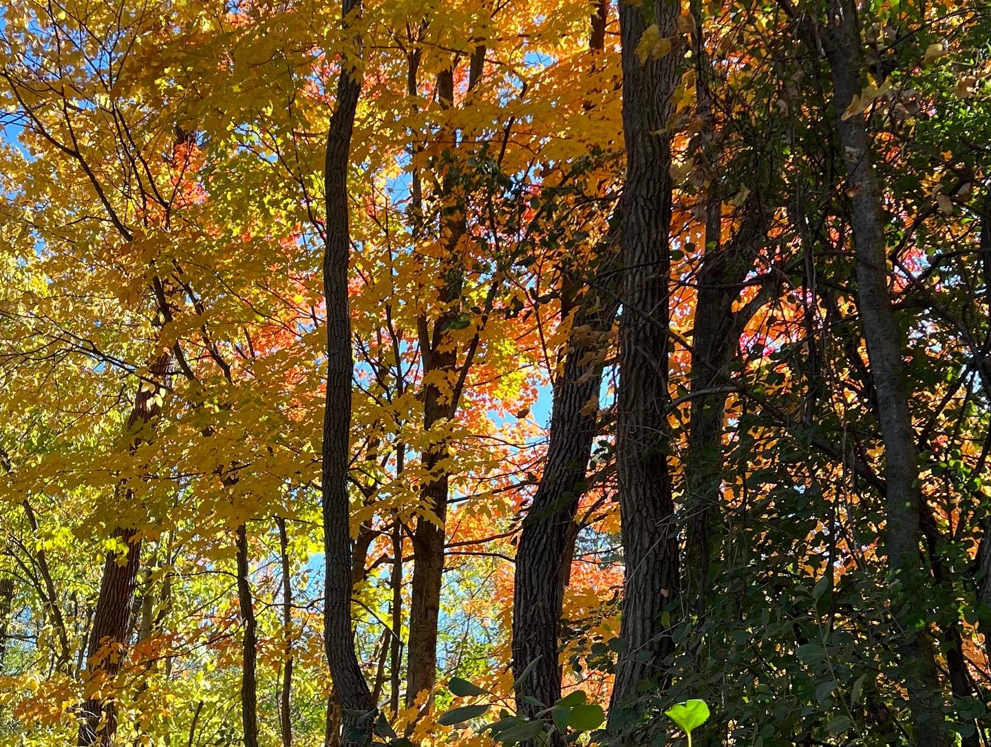 Autumn Afternoon