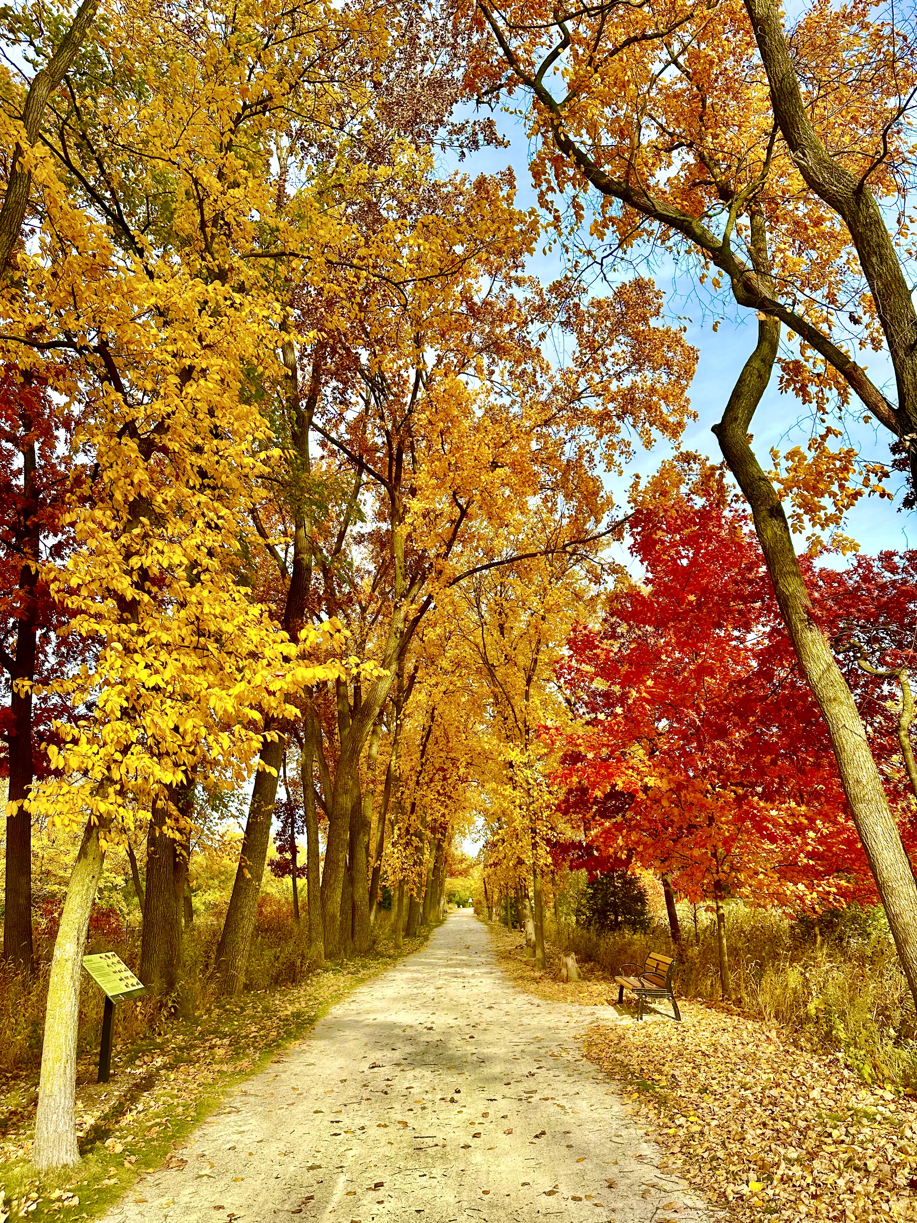 Fall Upon the Trail