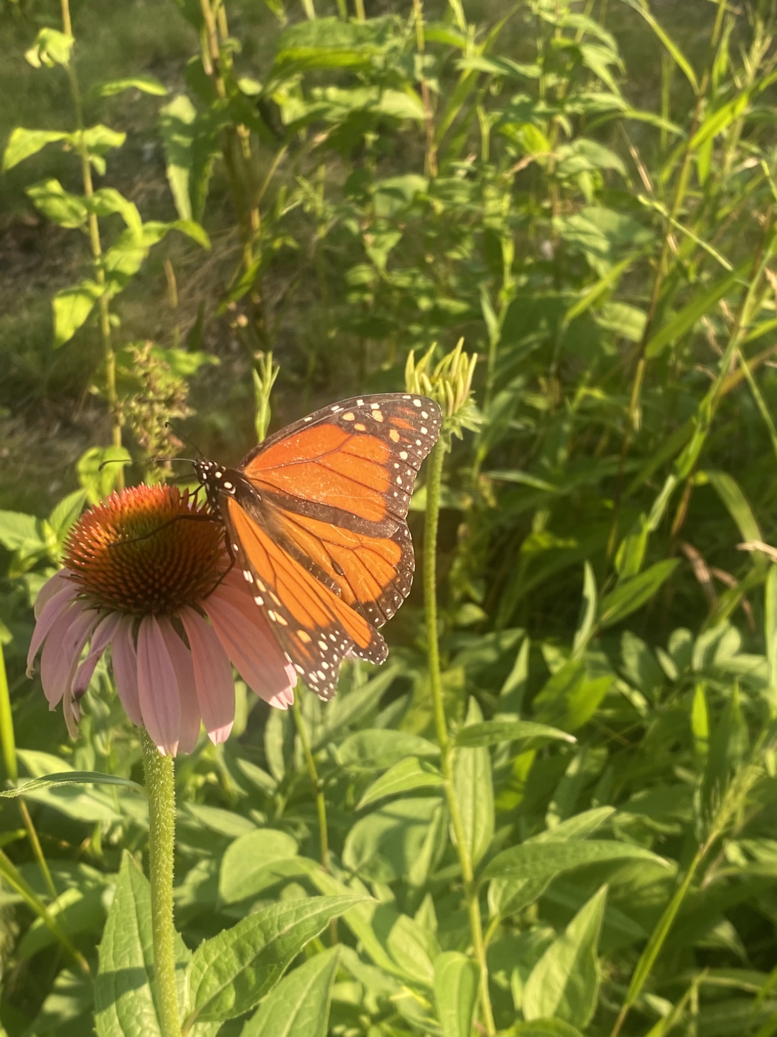 Wings of Hope