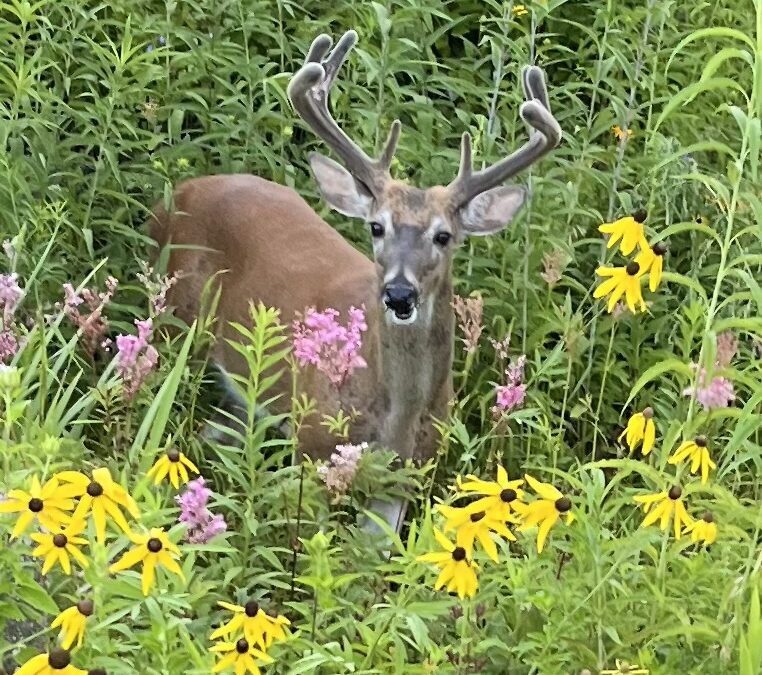 Deer along the GB Trail, morning of Trail Day