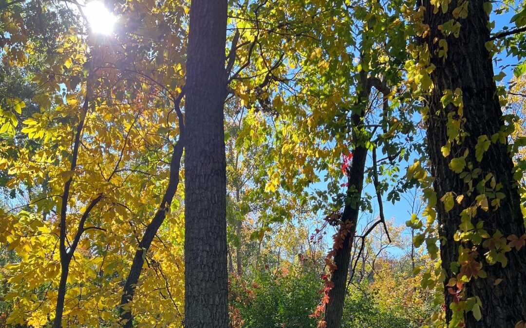 Peeking Autumn Sun