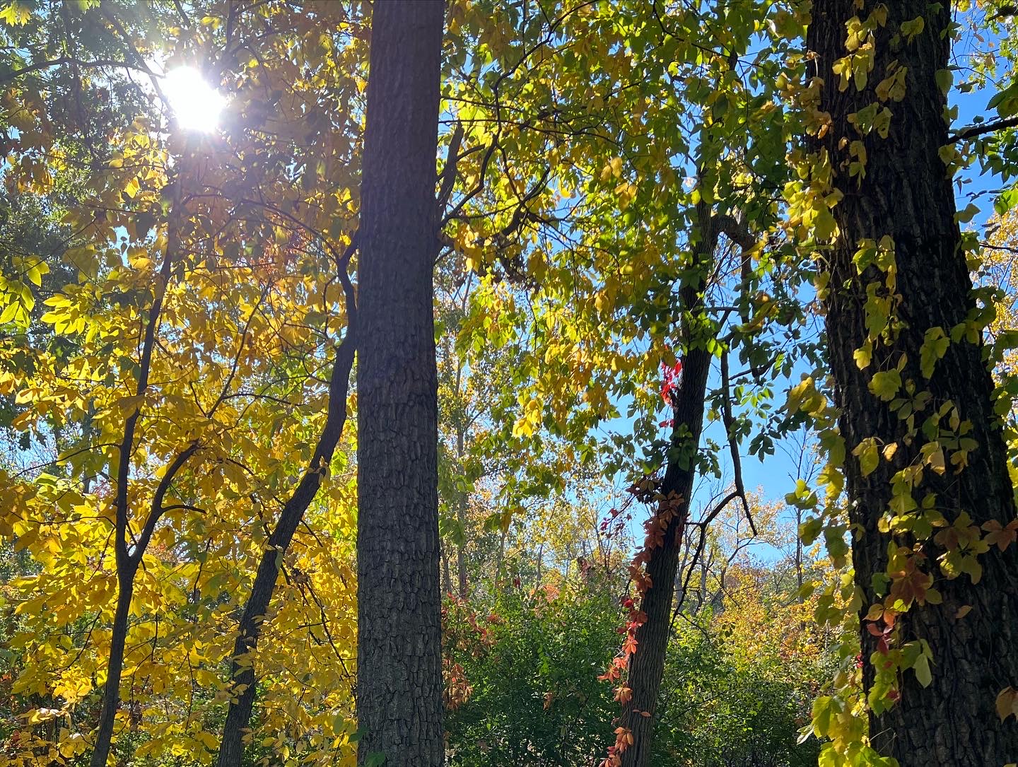 Peeking Autumn Sun