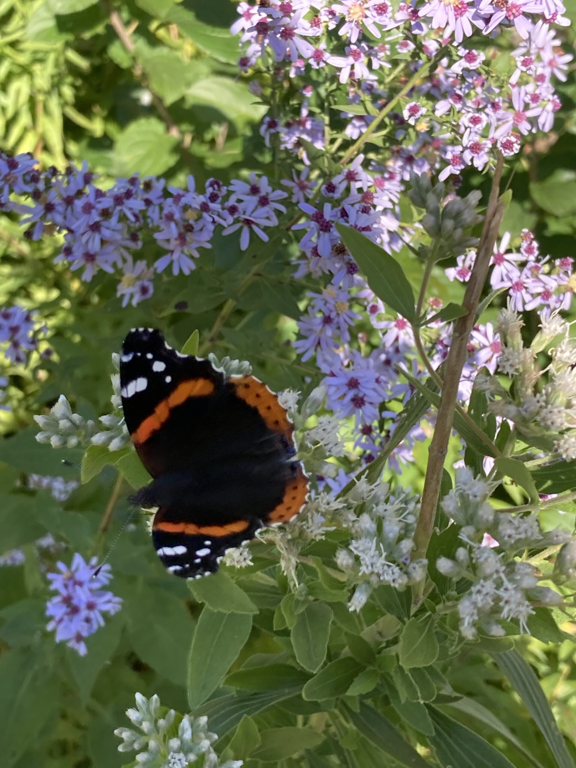 Sunning in the shade