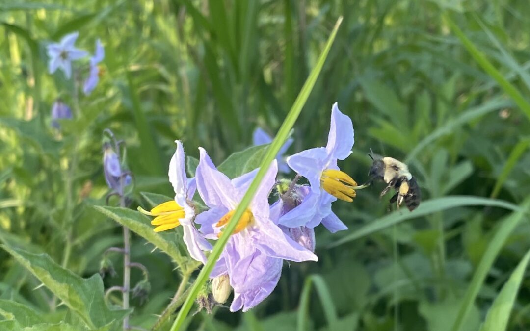 Thirsty Bee