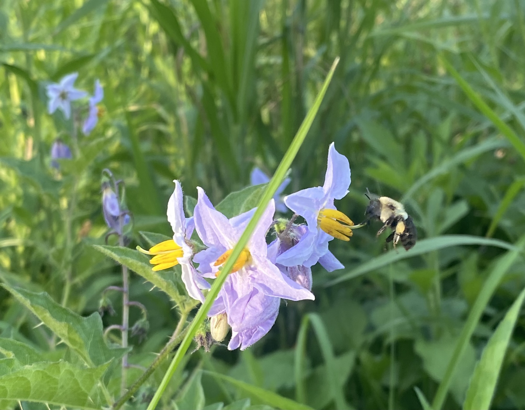 Thirsty Bee