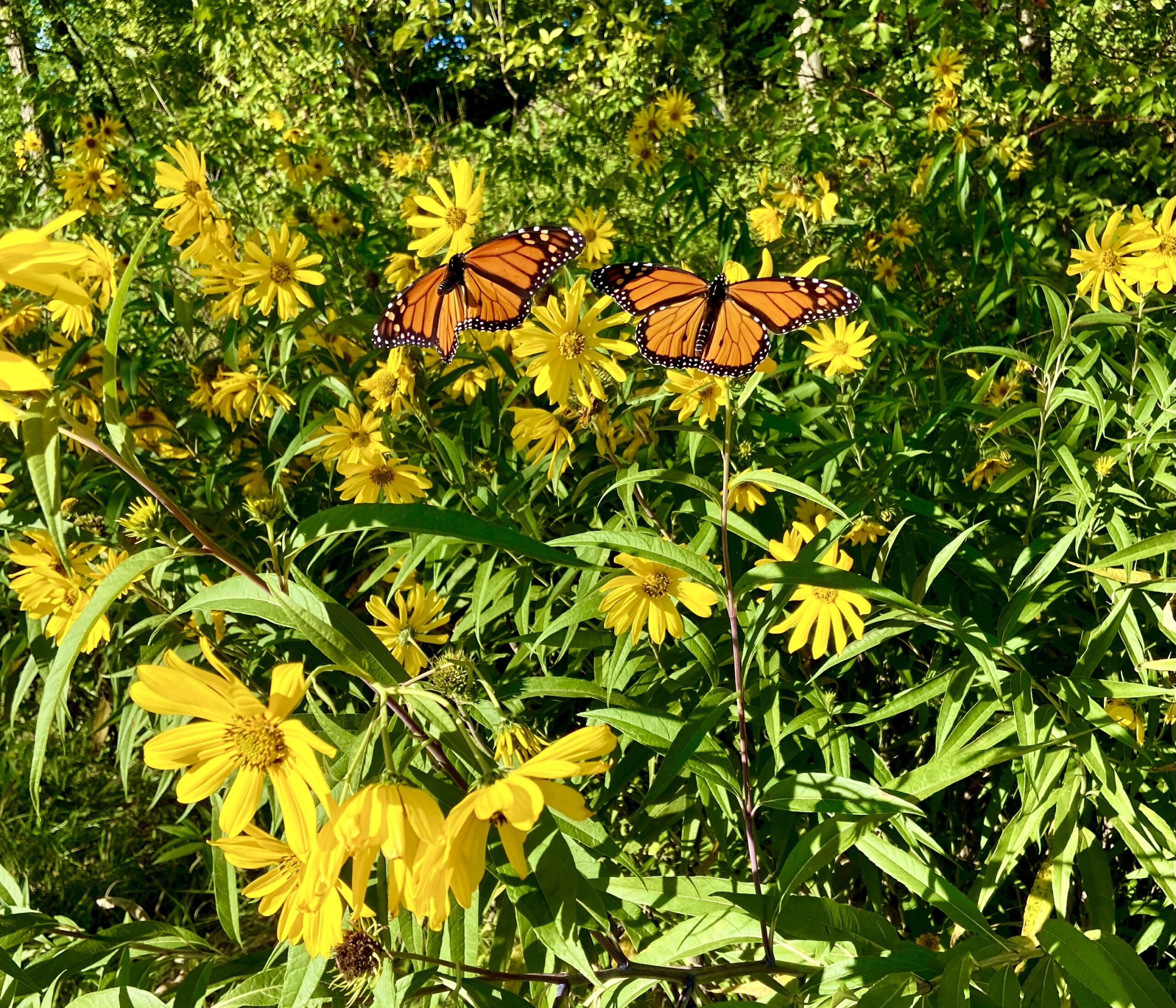 Pair of monarchs