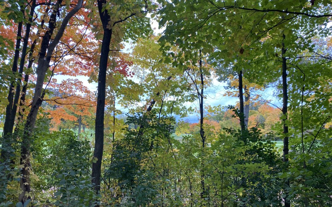 Beside the Green Bay Trail