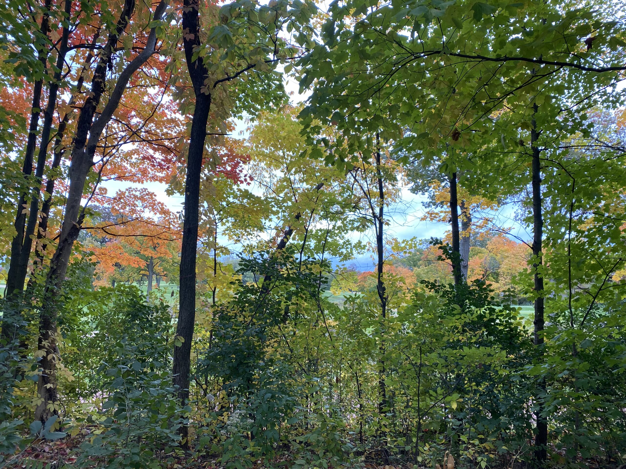 Beside the Green Bay Trail