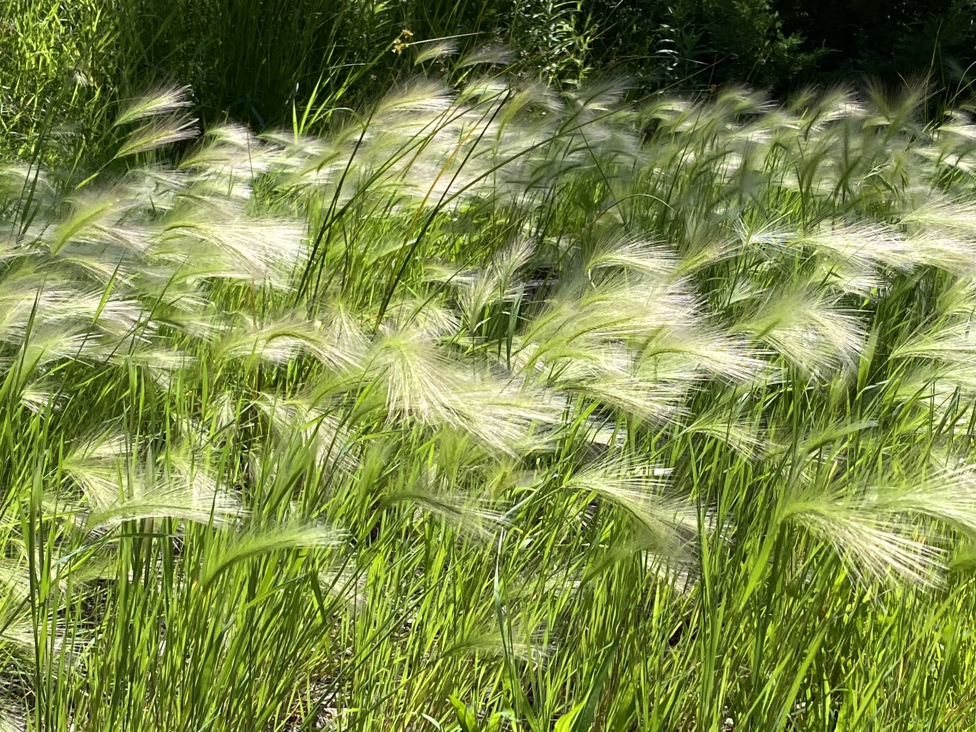 Foxtail barley in the sun