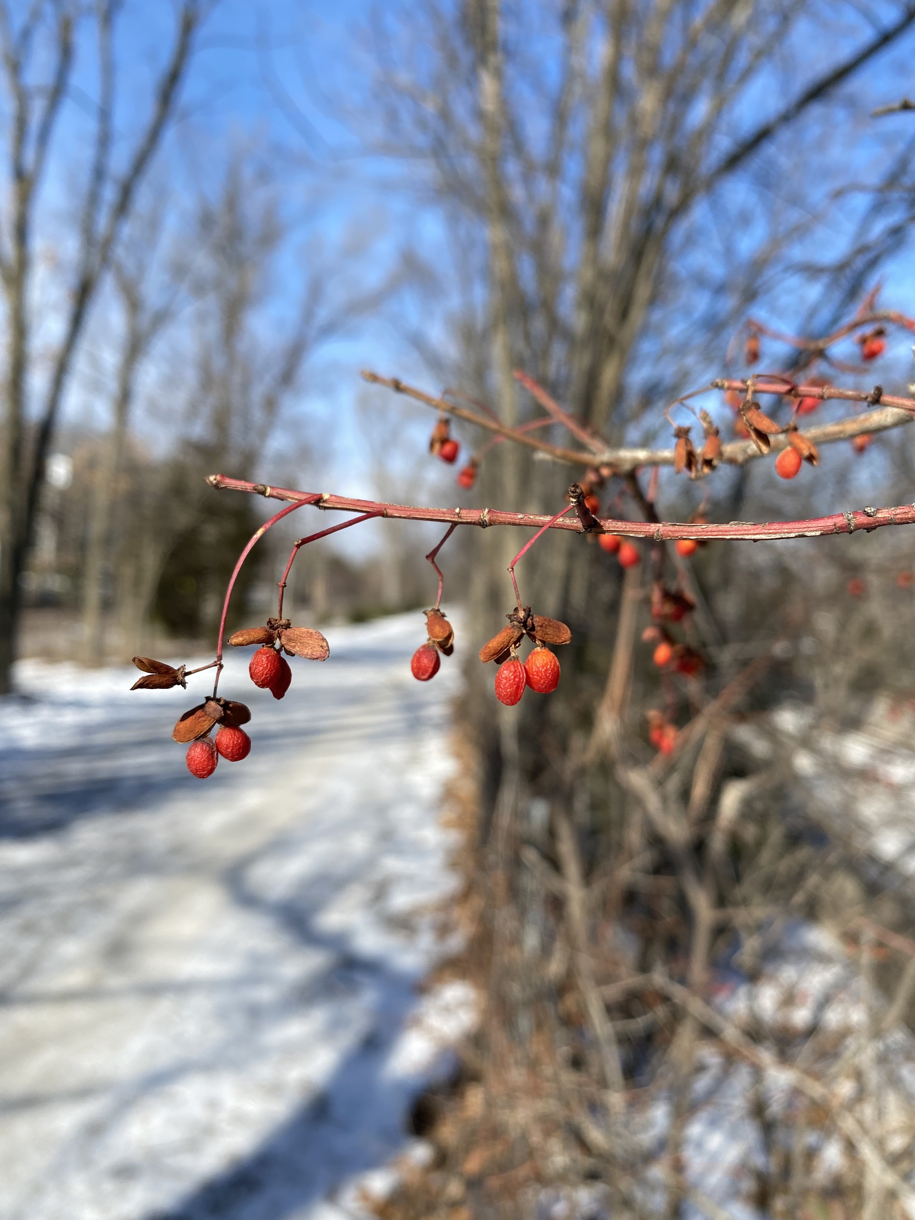 Burning bush berries in winter