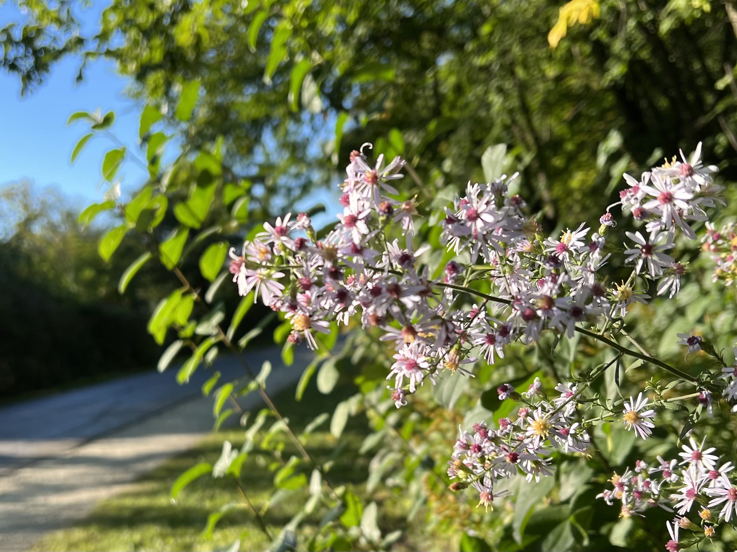 Flowers in fall light