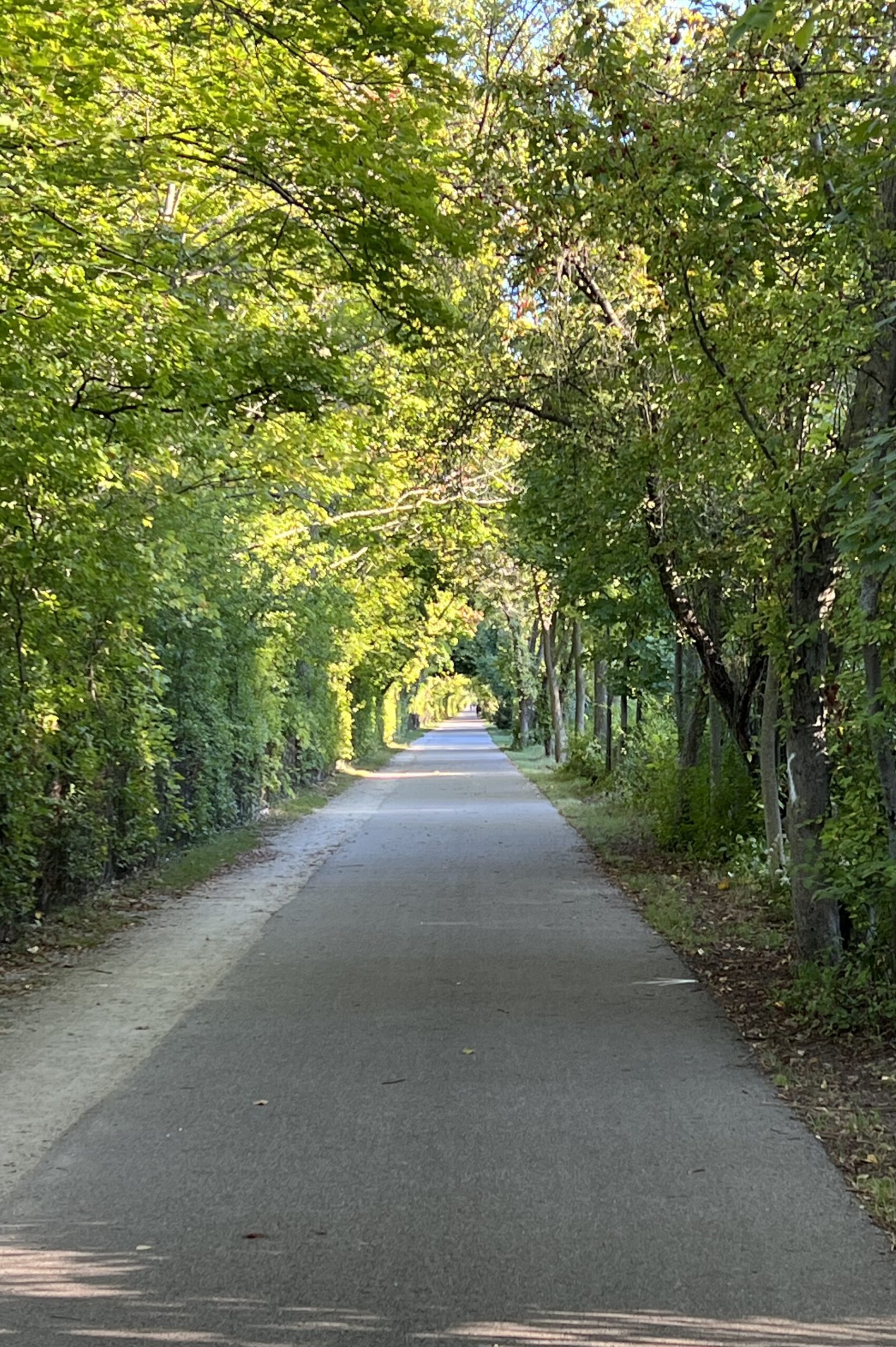 Illuminated tunnel of trees