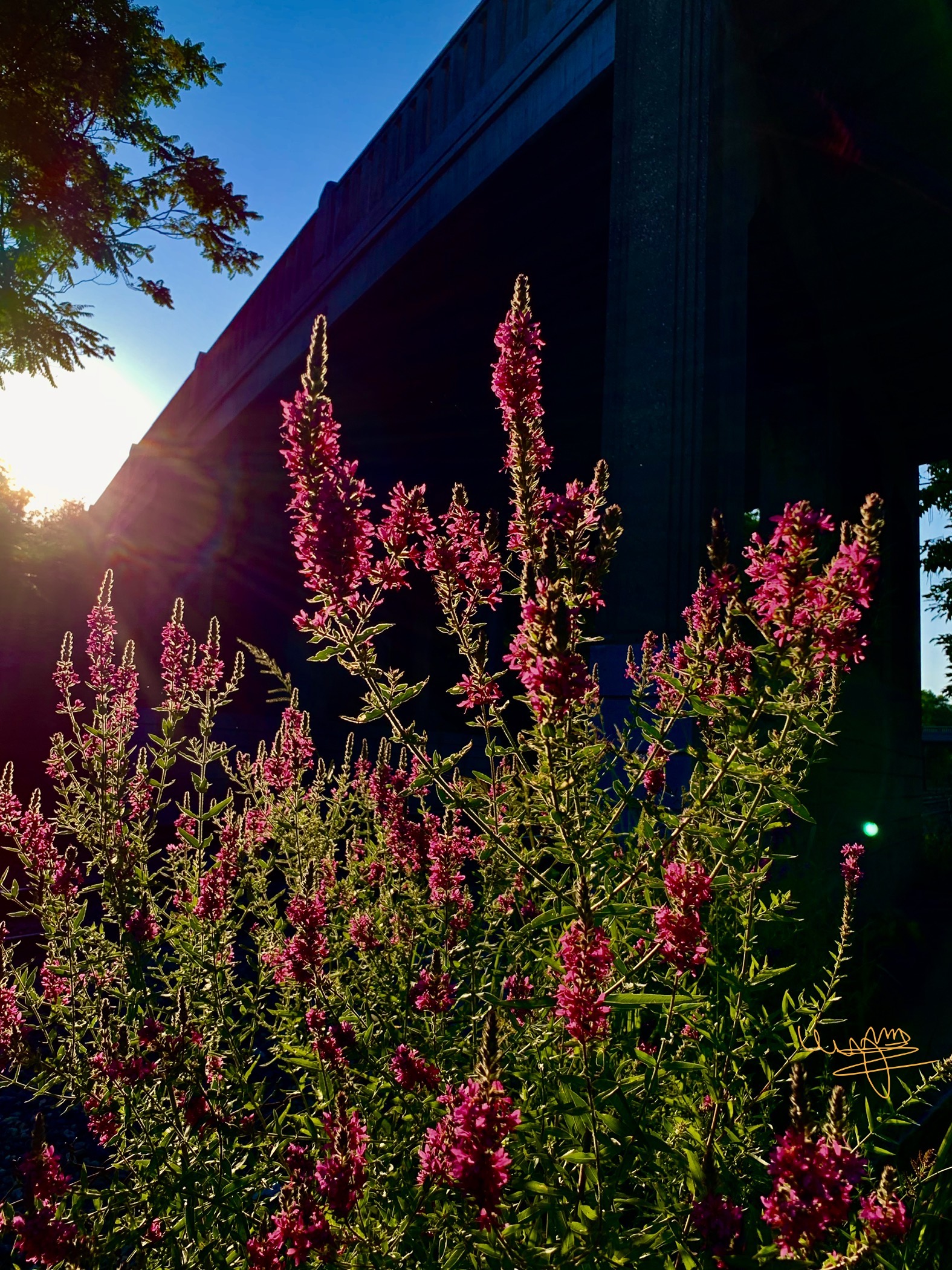 flower in sunset time