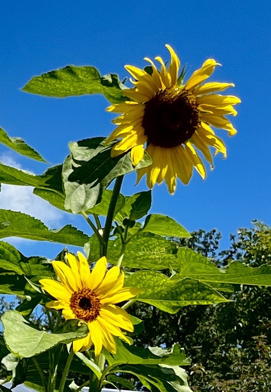 sunflowers by the green bay trail