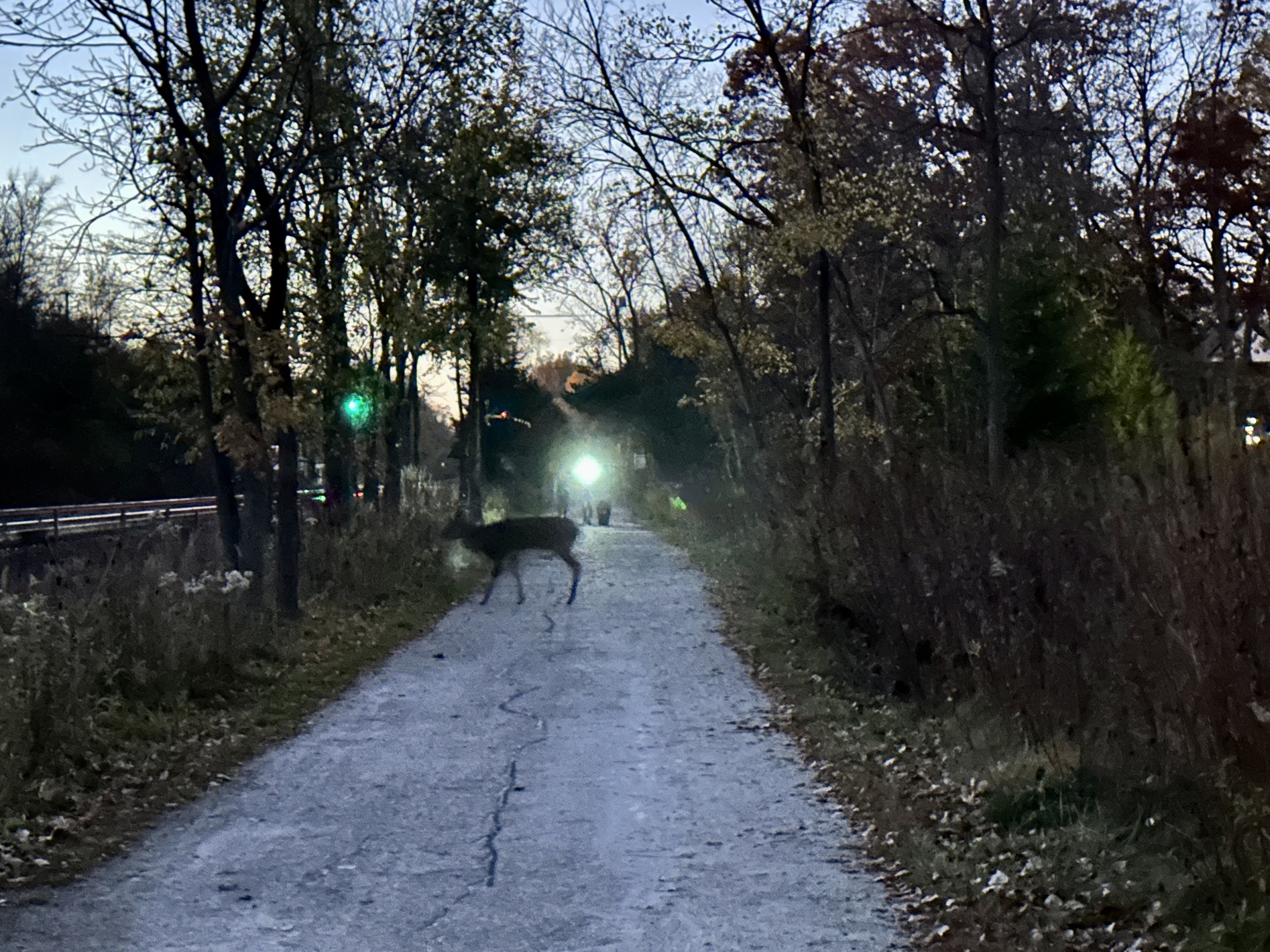 Night Grazing