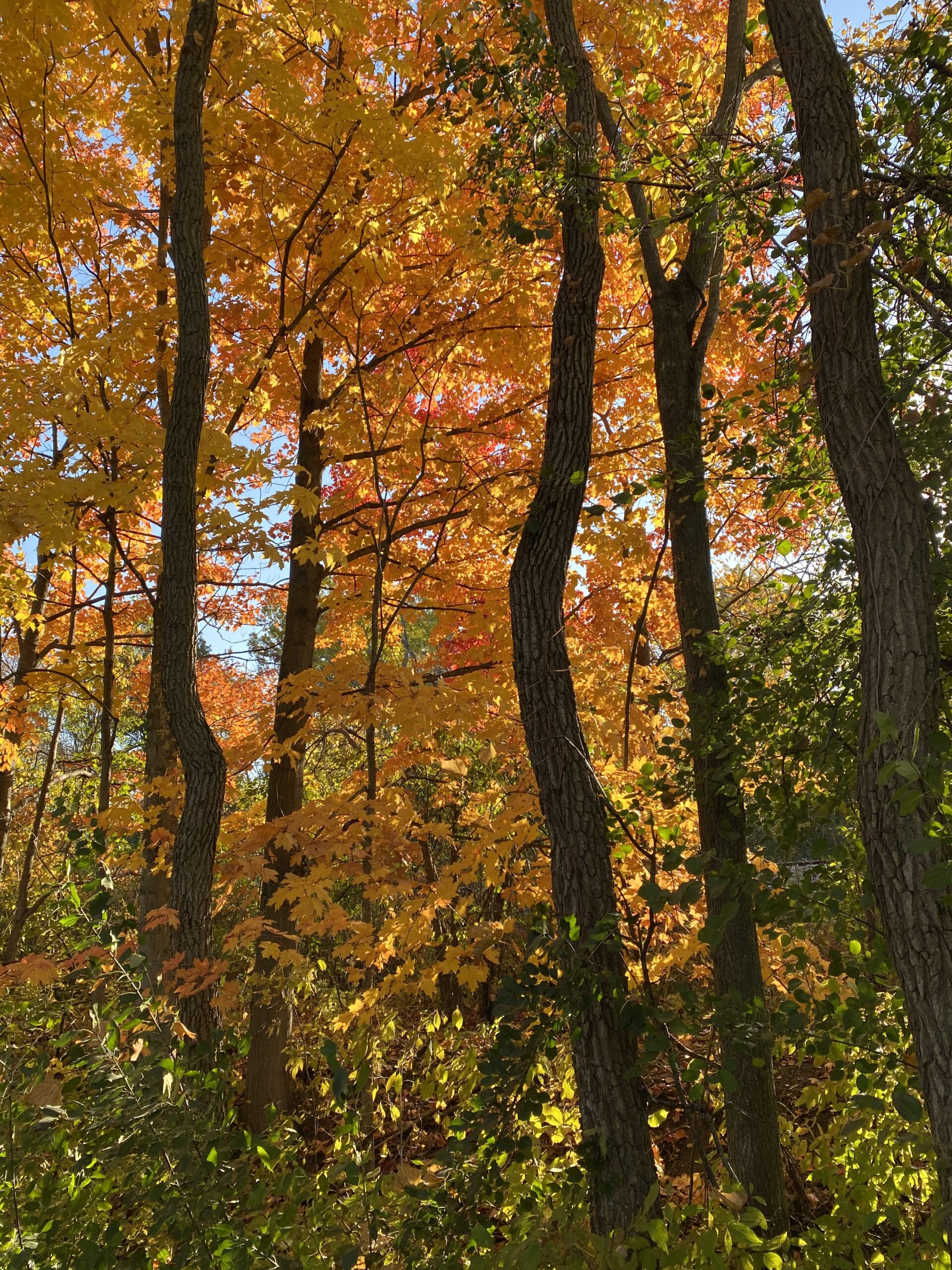 October Tapestry  Green Bay Trail