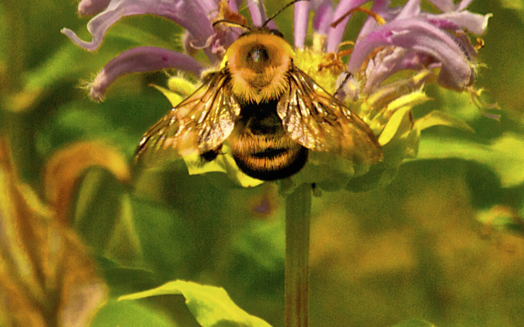 Bee on Bee Balm