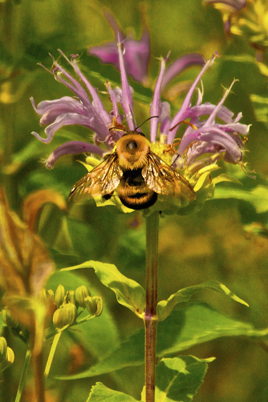 Bee on Bee Balm