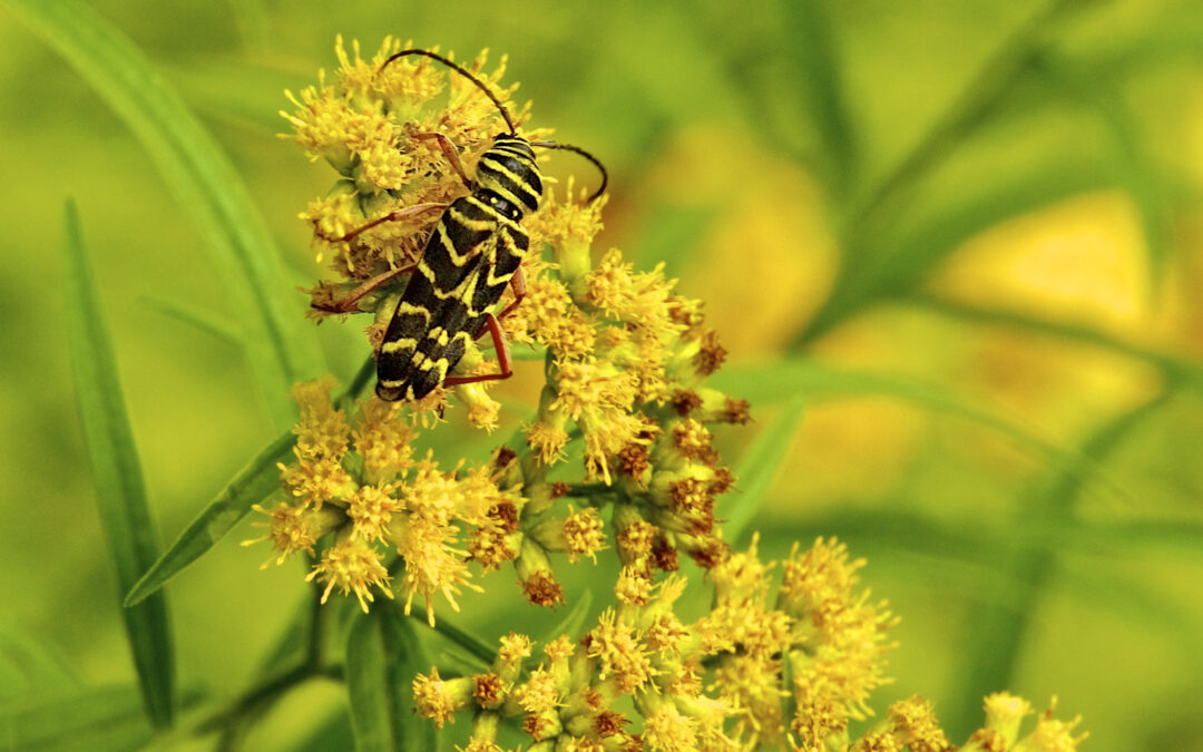 Locust Borer on Ragweed