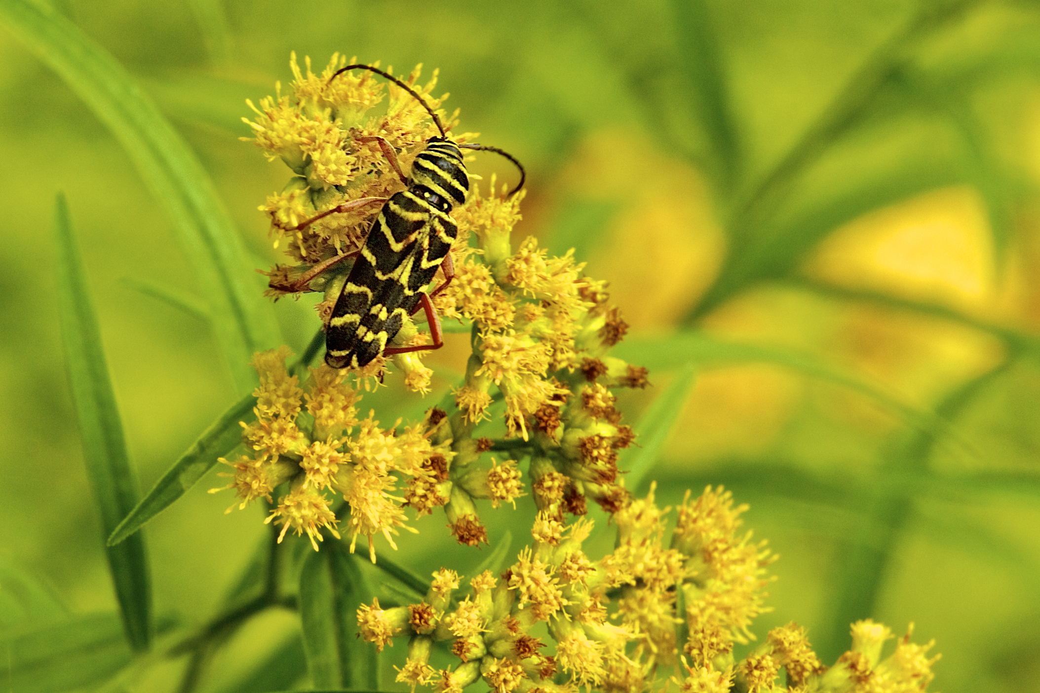 Locust Borer on Ragweed