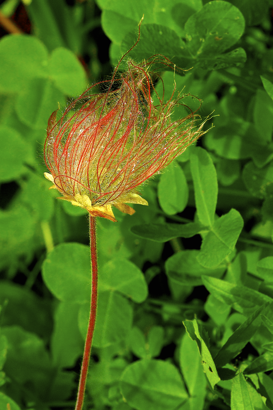 Prairie Smoke