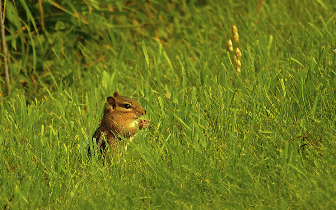 Hungry Chipmunk