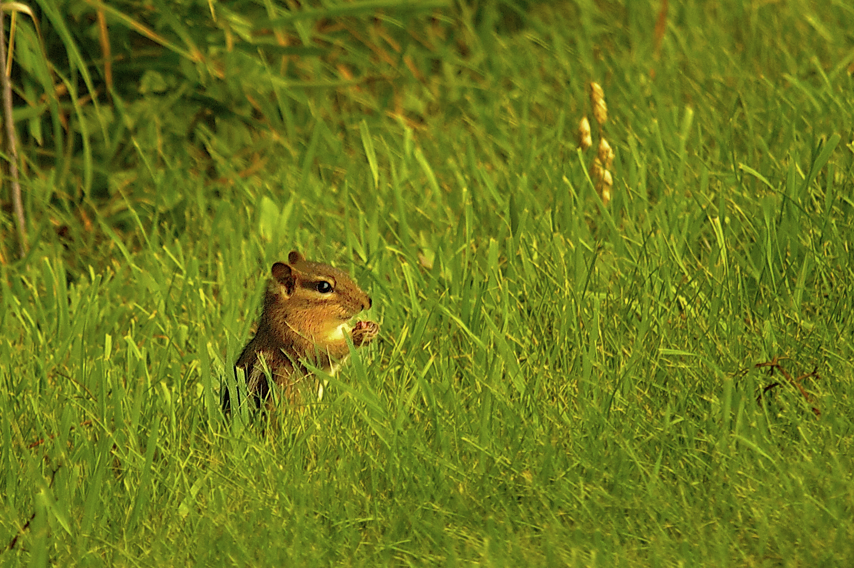 Hungry Chipmunk