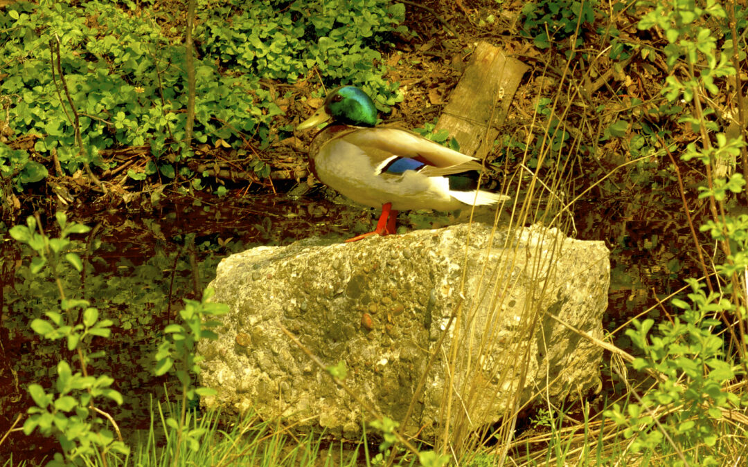 Mallard (during a wet Spring)