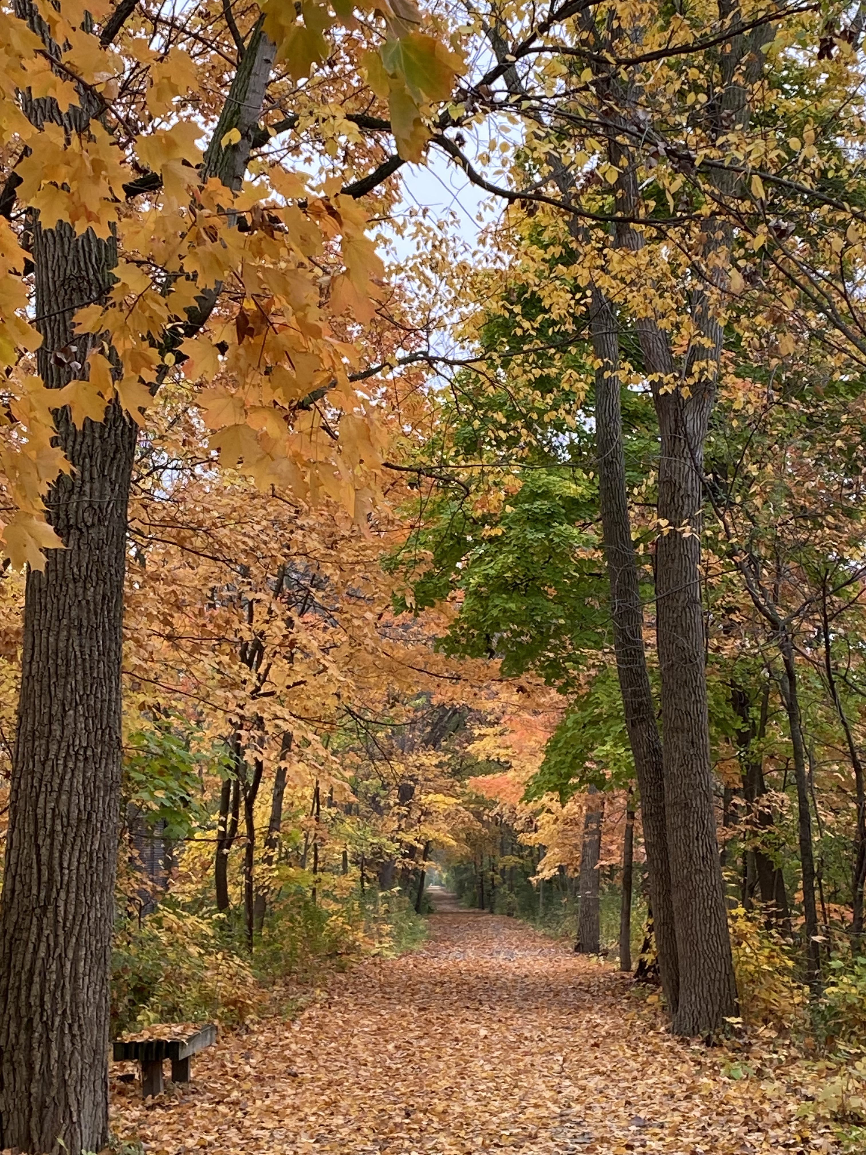 On the Green Bay Trail, Hallowe’en 2022