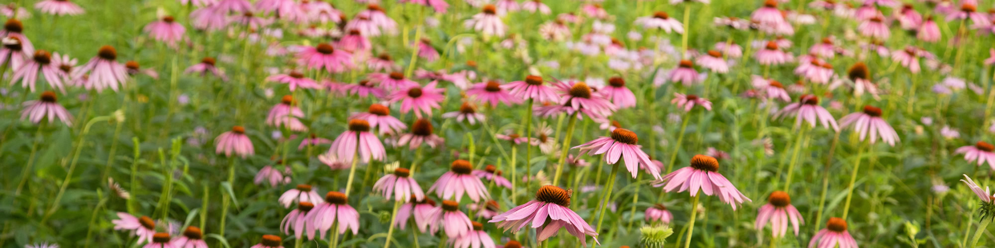 Mary_Park_Path_Banner_2000x500